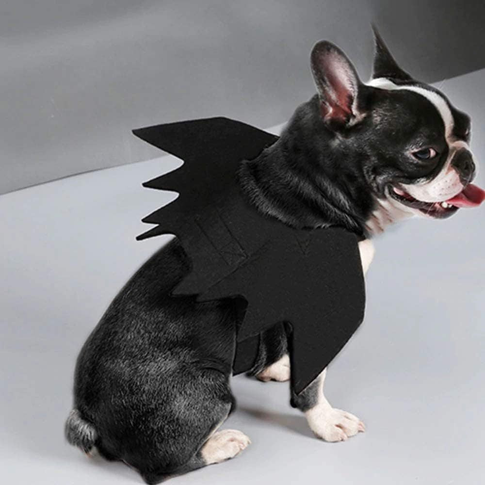 Familier de la Nuit — Ailes & Pattes d’Halloween