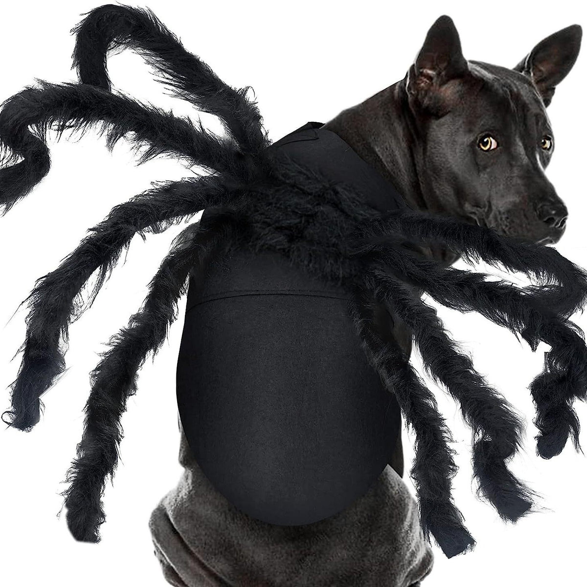 Familier de la Nuit — Ailes & Pattes d’Halloween