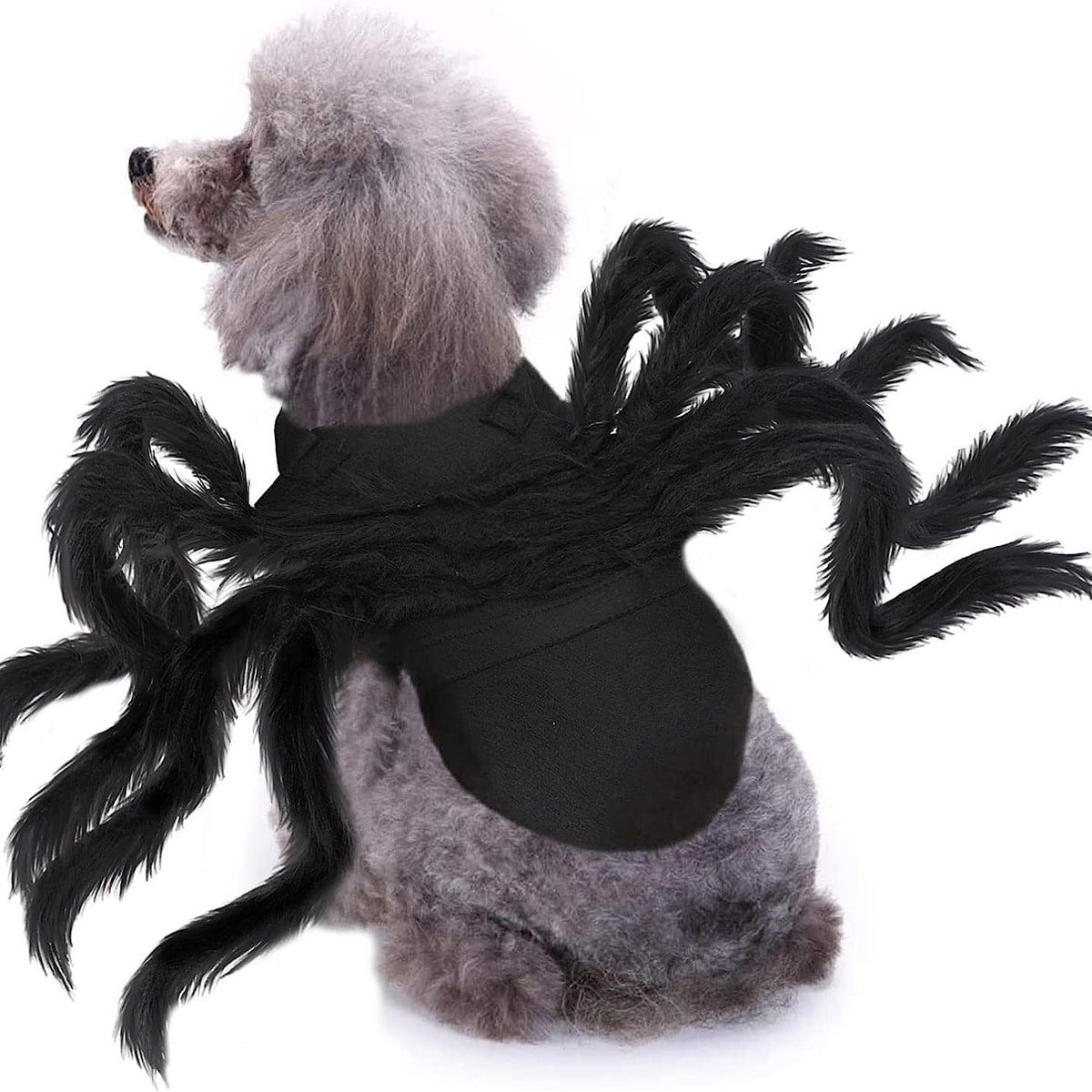Familier de la Nuit — Ailes & Pattes d’Halloween