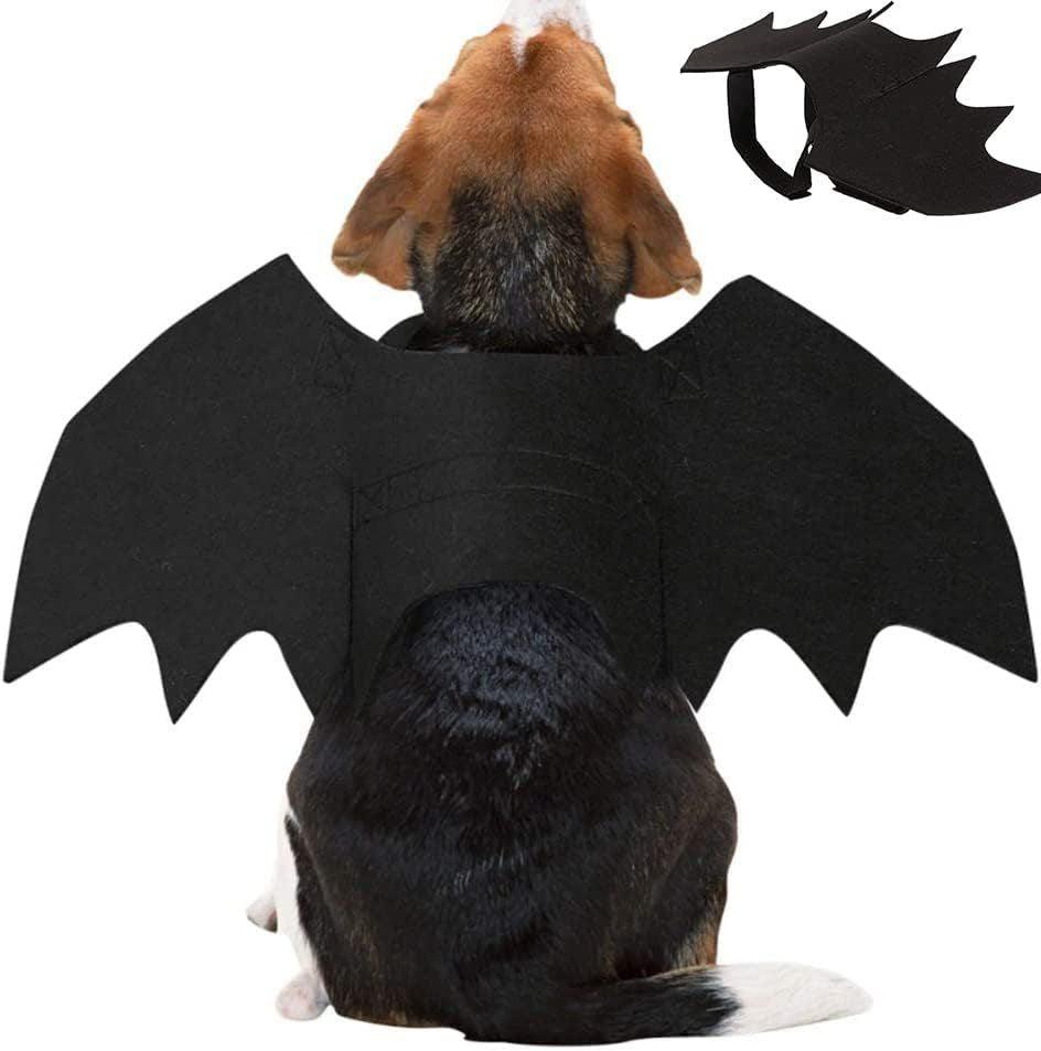 Familier de la Nuit — Ailes & Pattes d’Halloween