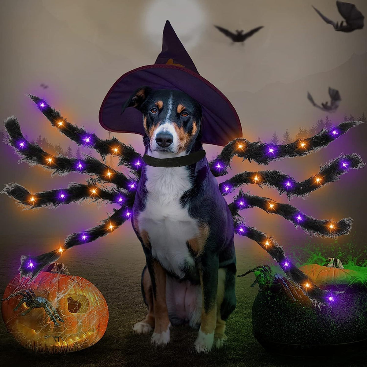Familier de la Nuit — Ailes & Pattes d’Halloween