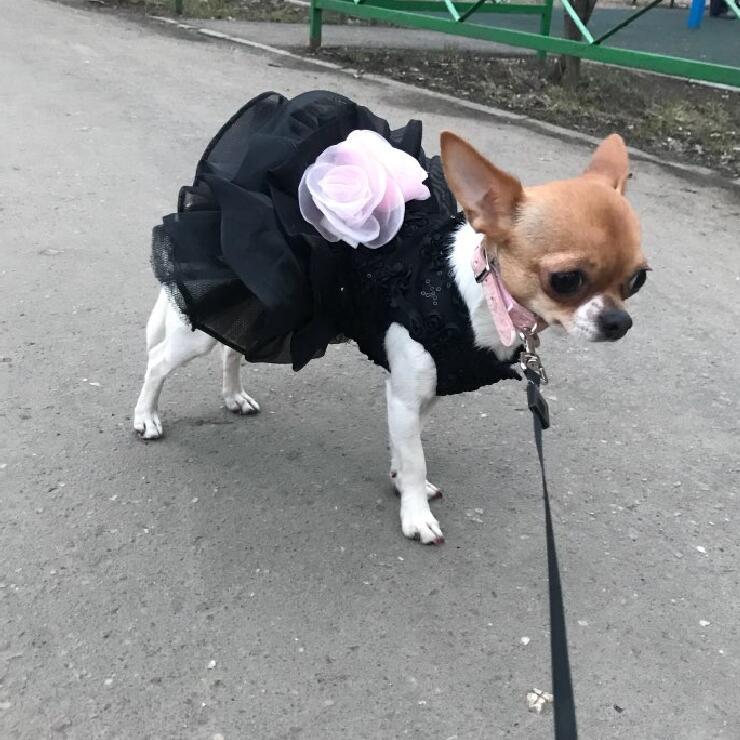 Robe de Cérémonie pour Familier — Princesse des Ombres