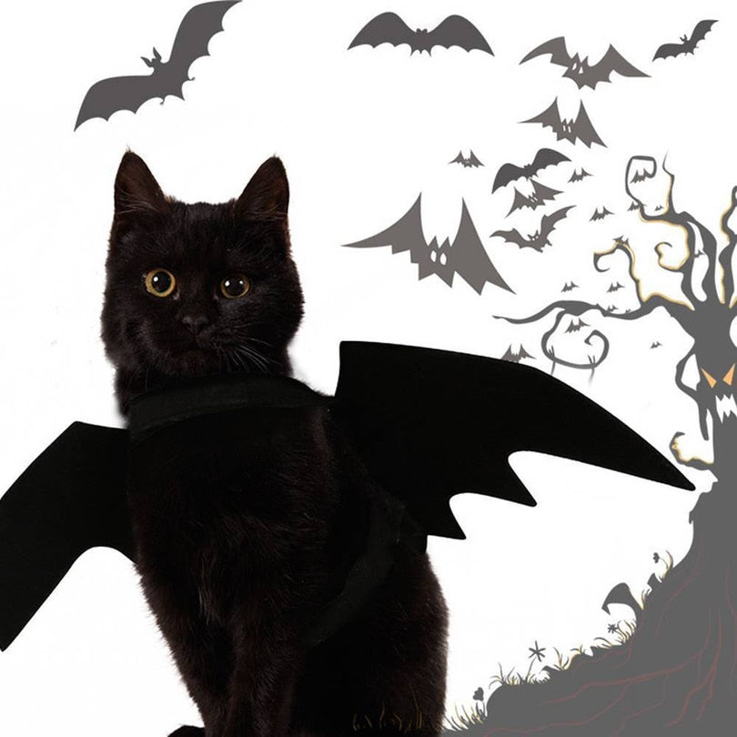 Les Ailes du Familier — Costume Chauve-Souris pour Chat