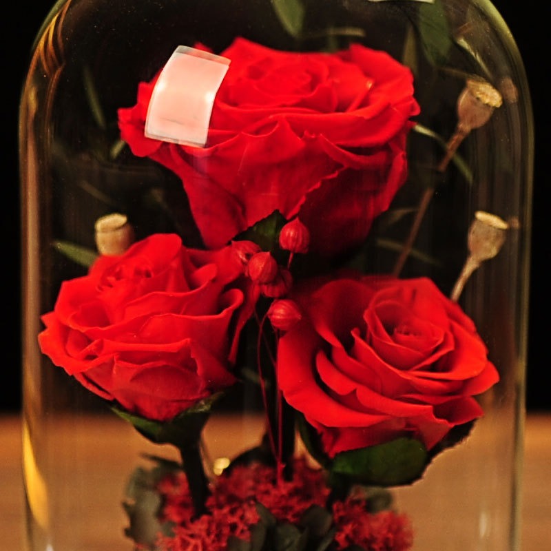La Rose des Noces Éternelles — Rose sous Cloche