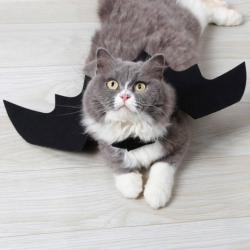Les Ailes du Familier — Costume Chauve-Souris pour Chat